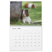 Calendrier Cochon de Guinée 2024 (Jan 2026)