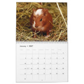 Calendrier Cochon de Guinée 2025 (Jan 2027)