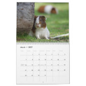 Calendrier Cochon d'Inde 2027 (Mar 2027)