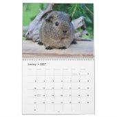 Calendrier Cochon d'Inde 2027 (Jan 2027)