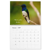 Calendrier Colibri de Colombie (Feb 2027)