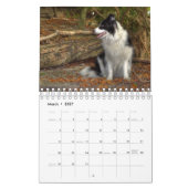 Calendrier Collie Chien à la bordure unique (Mar 2027)