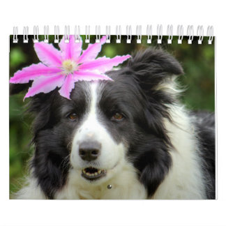 Calendrier Collie Chien à la bordure unique