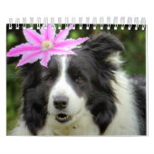 Calendrier Collie Chien à la bordure unique (Protection)