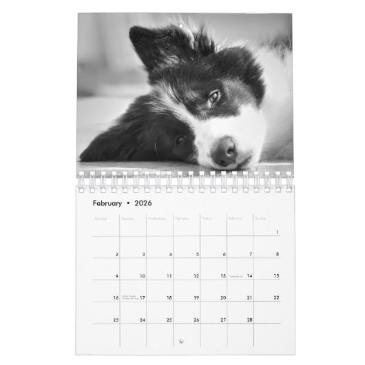 Calendrier Collie Chien à la bordure unique (Feb 2026)