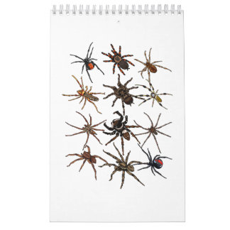 Calendrier Cool Spider Pour Hommes Femmes Arachnid Éffrayant 