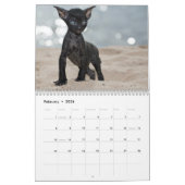 Calendrier cornouaillais de chatons de Rex (Feb 2026)