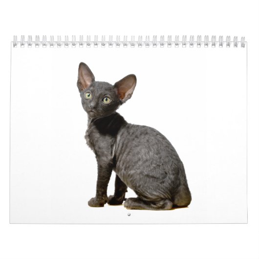 Calendrier cornouaillais de chatons de Rex (Protection)