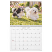 Calendrier Coton de Tulear (Mar 2027)