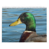 Calendrier Couleur d'en de gansos de fotos de patos y (Protection)
