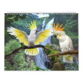 CALENDRIER COURTIERS DE PARROT (Protection)