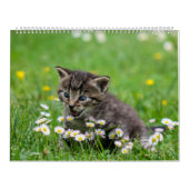 Calendrier Cuddly Cute Kitten Pet Kitty Cats Feline 2020 (Protection)