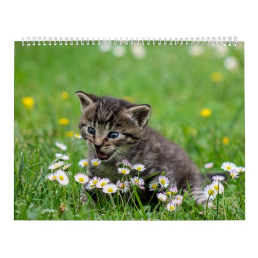 Calendrier Cuddly Cute Kitten Pet Kitty Cats Feline 2020 (Protection)