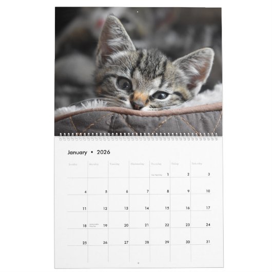 Calendrier Cuddly Cute Kitten Pet Kitty Cats Feline 2020 (Jan 2026)