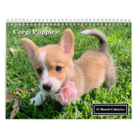 Cute Corgi Puppies 2026 Puppy Wall