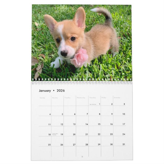 Calendrier Cute Corgi Puppies 2026 Puppy Wall (Jan 2026)