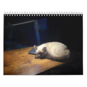 Calendrier Cute kitten calender for 2026 (Protection)