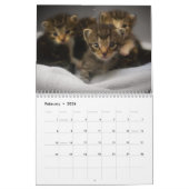 Calendrier Cute Kittens 2025 Bengale Tiger (Feb 2026)