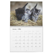 Calendrier Cute Kittens 2025 Bengale Tiger (Jan 2026)