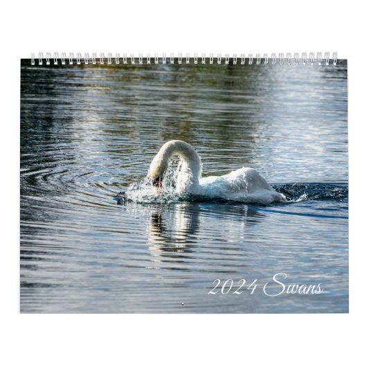Calendrier Cygnes 2024 (Protection)