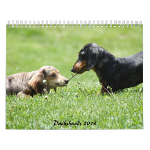 Calendrier Dachshund 2013