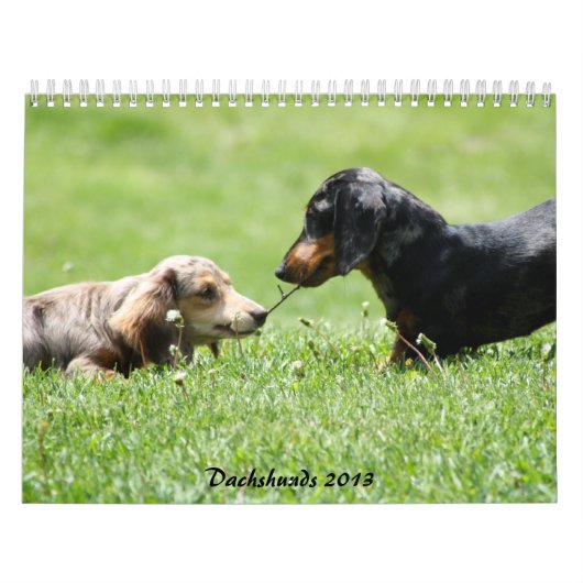 Calendrier Dachshund 2013 (Protection)