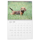 Calendrier Dachshund 2013 (Mar 2027)