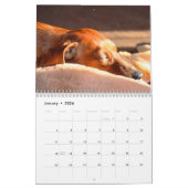 Calendrier Dachshund 2023 Photos Customisées (Jan 2026)