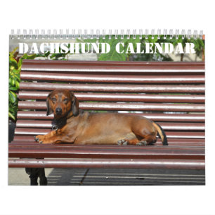 Calendrier Dachshund 2026 Avec Photos