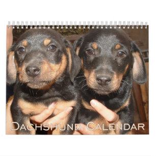 Calendrier Dachshund 2026 Avec Photos