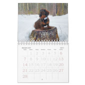 Calendrier Dachshund à poils durs (Feb 2027)