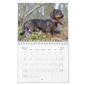 Calendrier Dachshund à poils durs (Mar 2026)