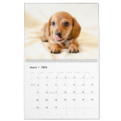 Calendrier Dachshund Calendar Dog 2026 Photo (Mar 2026)
