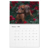 Calendrier Dachshund Calendar Dog 2026 Photo (Feb 2026)