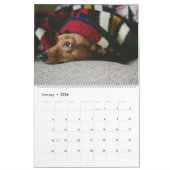 Calendrier Dachshund Calendar Dog 2026 Photo (Jan 2026)