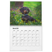 Calendrier Dachshund Chien (Mar 2026)