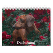 Calendrier Dachshund Chien (Protection)