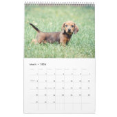 Calendrier Dachshunds 2014 (Mar 2026)
