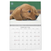 Calendrier Dachshunds indomptables Année personnalisée (Feb 2026)