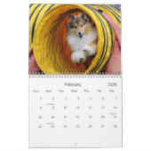 Calendrier d'agilité Shetland Sheepdog (Feb 2026)
