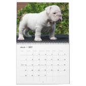 Calendrier Dalmate-Couverture, Puppies2010 (Mar 2027)