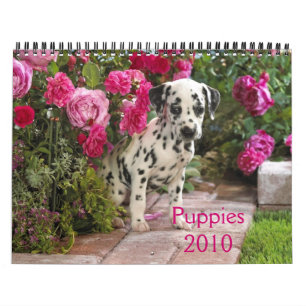 Calendrier Dalmate-Couverture, Puppies2010