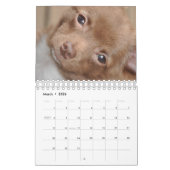Calendrier d'amour de chiwawa (Mar 2026)