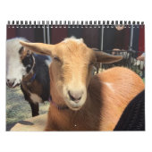 Calendrier d'animal de ferme (Protection)