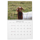 Calendrier d'animaux de délivrance (Feb 2026)