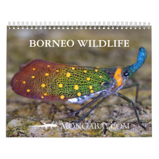 Calendrier d'animaux de forêt tropicale du Bornéo