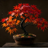 Calendrier d'art d'arbre en bonsaï japonais