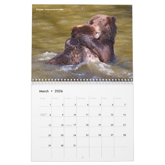 Calendrier de 12 mois des animaux en action (Mar 2026)
