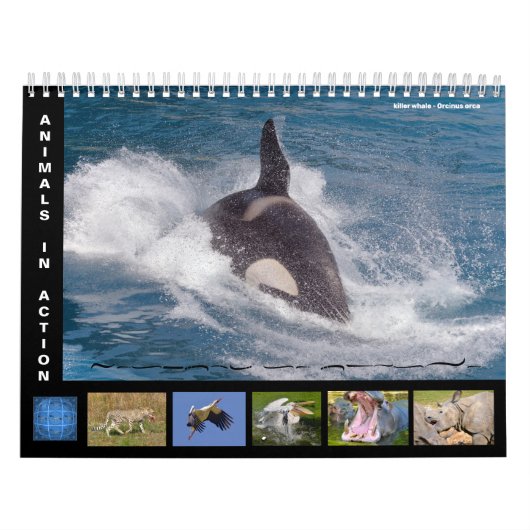 Calendrier de 12 mois des animaux en action (Protection)