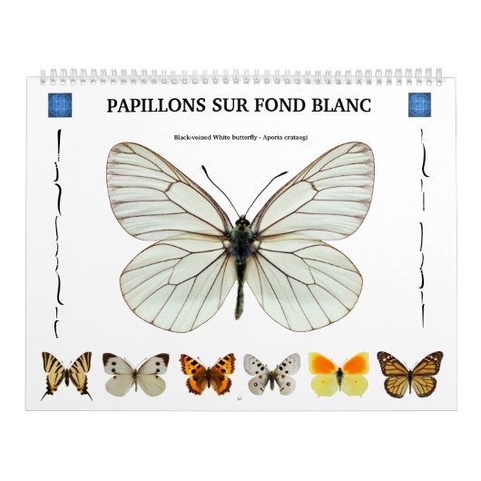 Calendrier de 12 mois divers papillons (Protection)